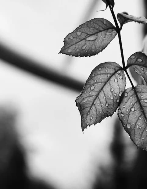Rose branch with raindrop-covered leaves