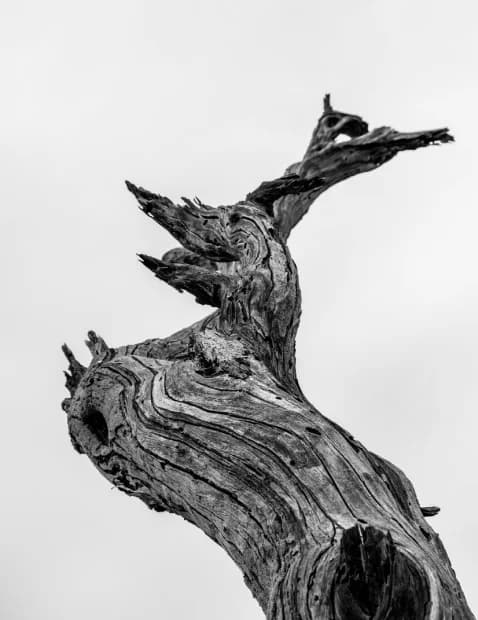 Twisted weathered snag against a white sky