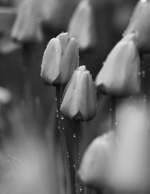 Tulip buds covered in water drops