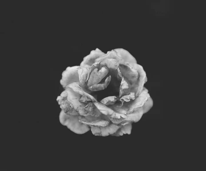 Withered white rose on a black background